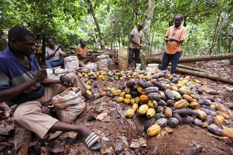 Industrie du cacao : Les usines africaines manquent de fèves alors que la crise mondiale du chocolat s'aggrave