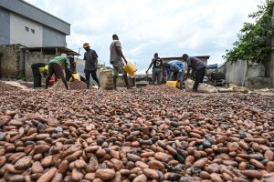 Cacao : La fève franchi un nouveau record