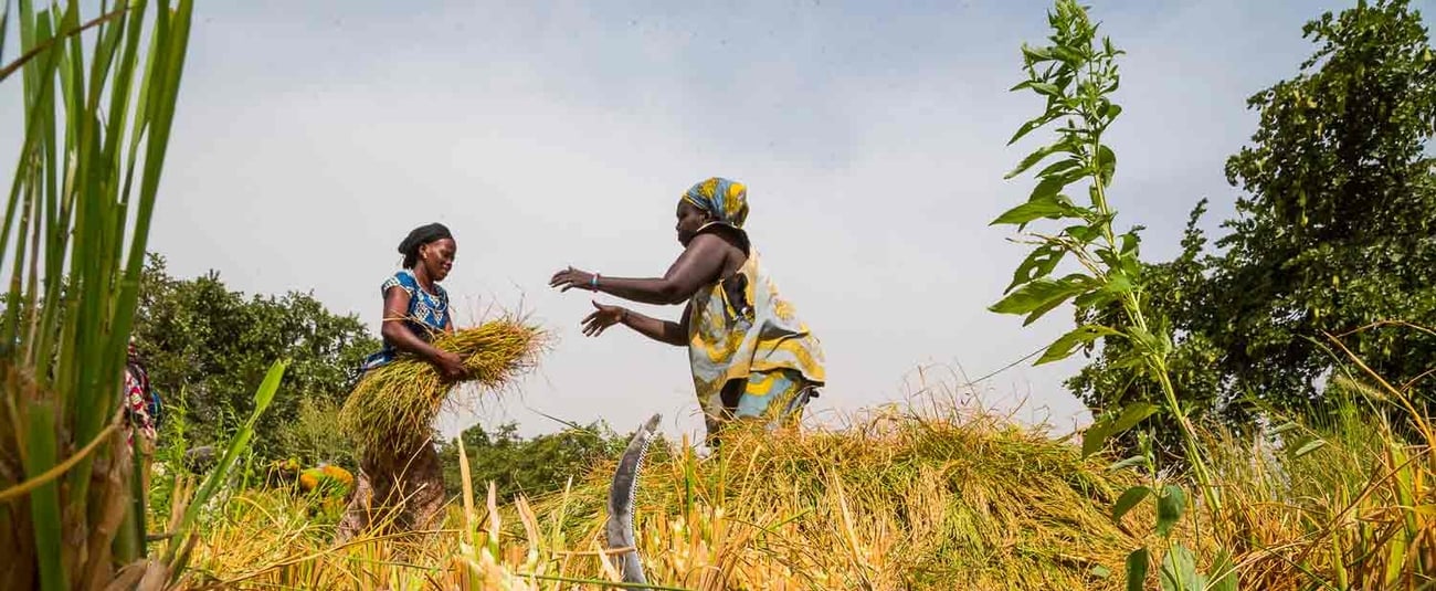 La BAD accorde 16 millions $ pour renforcer l’agriculture en Gambie