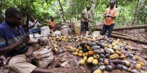 Matière première : les cours du cacao explosent