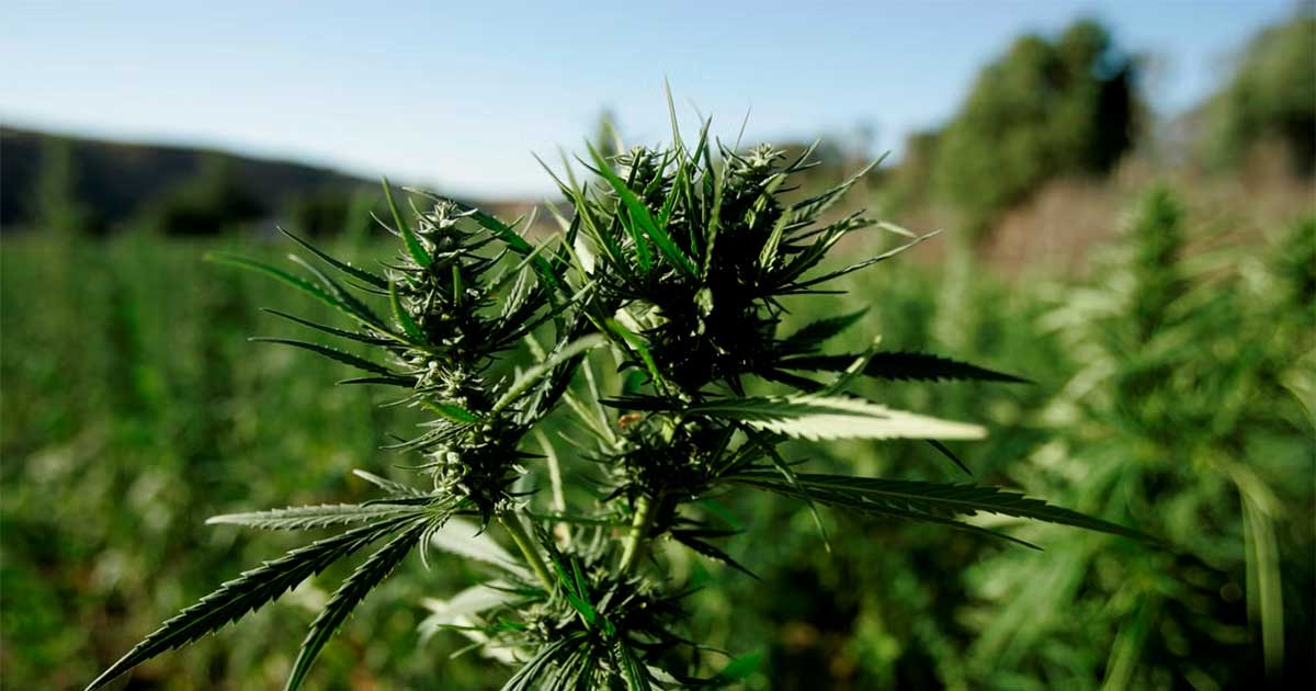 Cannabis : Le Maroc fait 294 tonnes de récolte légal 