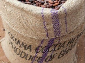 Production du cacao: Le Ghana va augmenter le prix à 50 %