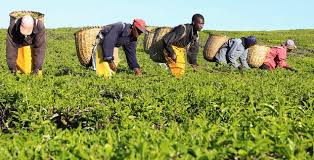 Kenya-thé : le prix atteint son plus haut niveau en 30 ans