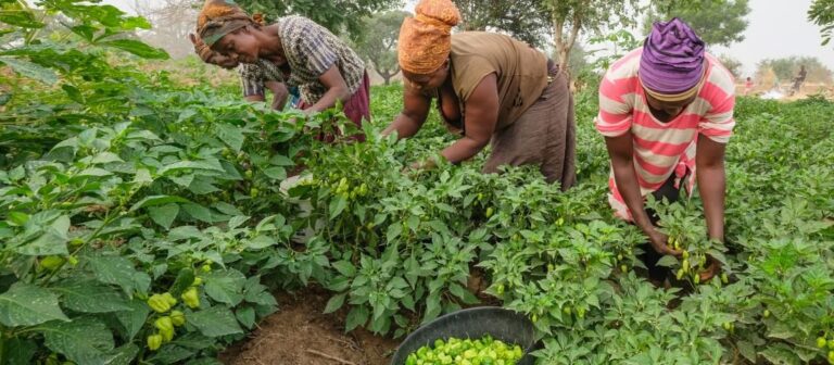 BF vient d’entamer un projet de production agricole de 90 millions d’euros (98,5 millions $) à Aveyime-Battor, dans le district de North Tongu de la région de la Volta