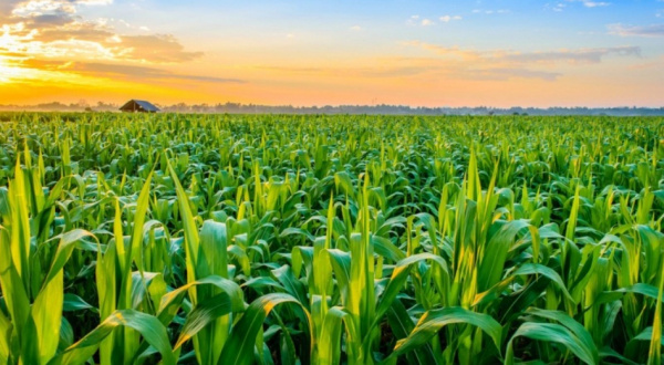 Agriculture : le Togo obtient 36 milliards FCFA de la BID La Banque Islamique de Développement (BID) a récemment approuvé un financement de 60,30 millions de dollars (plus de 36 milliards FCFA) pour le Togo, dans le cadre d'une initiative visant à améliorer la qualité de vie des populations les plus vulnérables. C’est à la faveur de la 357e réunion du Conseil d'administration de l’institution financière, le lundi 14 octobre 2024, à Jeddah en Arabie Saoudite. Ces fonds sont spécifiquement orientés vers le soutien à des activités génératrices de revenus et l'augmentation de la productivité agricole, des axes cruciaux pour le développement économique du pays. Au Togo, la BID est déjà un partenaire sur diverses initiatives, allant de la protection côtière au soutien à l'électrification rurale. Du reste, l'an dernier, la BID avait signé un accord avec l'International Islamique Trade Finance Corporation (ITFC), filiale de la Banque Islamique de Développement, ouvrant la voie à des financements de 250 millions $, au profit de trois secteurs. : l'énergie, l'agriculture et le développement du secteur privé. Cette approbation fait partie d'un programme plus vaste, au cours duquel la BID a plus de 3 milliards $ à 20 projets de développement socio-économique dans 17 pays membres. Au total, neuf pays africains ont ainsi subi de décaissements, notamment le Mozambique (avec 19,80 millions $ pour améliorer son système de santé et augmenter l'accès aux services essentiels), le Maroc (près de 480 millions $ pour un projet de centrale hydroélectrique), et la Côte d'Ivoire (281 millions $ pour la construction d'une autoroute visant à améliorer l'intégration régionale et la production agricole), ainsi que le Cameroun (176,3 millions $ pour améliorer ses systèmes de transport).