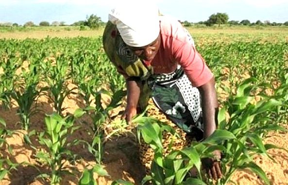 Développement du secteur agricole : La BAD alloue un financement de 16,4 milliards FCFA au Togo 