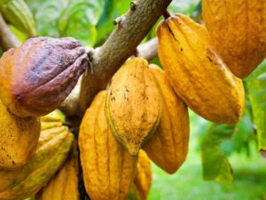 Côte d’Ivoire - campagne 2024-2025 : le prix du cacao fixé à 1800 FCFA/kg