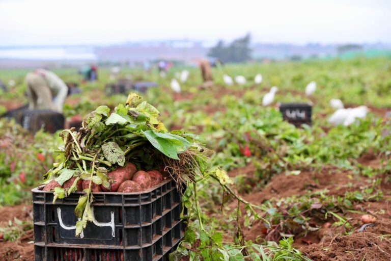 Secteur agricole : Le Maroc obtient 250 millions $ de la Banque Mondiale