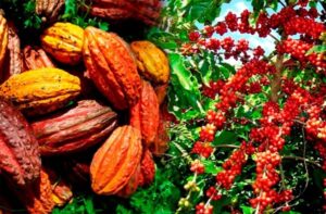 Côte d'Ivoire : les arrivages de cacao 2024/2025 en hausse de 32,8%