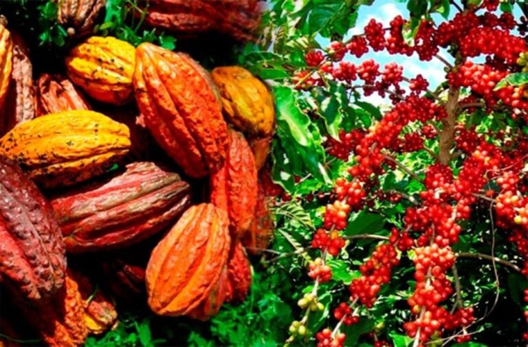 Côte d'Ivoire : les arrivages de cacao 2024/2025 en hausse de 32,8%