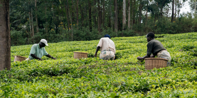 Transformation des chaînes de valeur agricoles : OCP Africa et le Niger s’associent