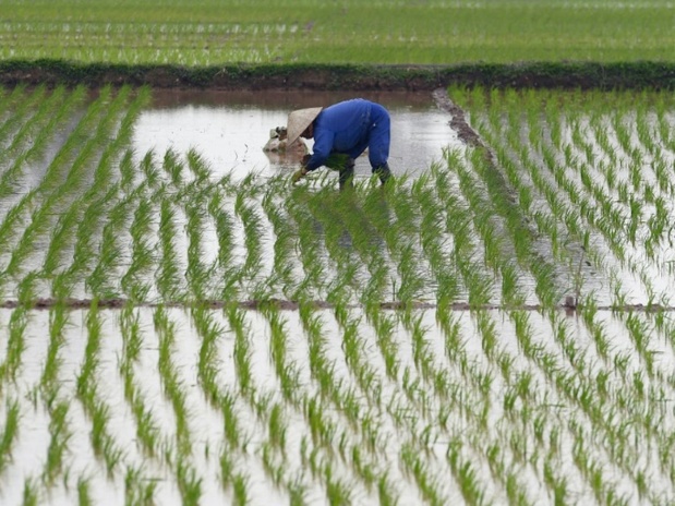 Filière rizicole : Madagascar prévoit d'augmenter sa production de 25 % en 2025