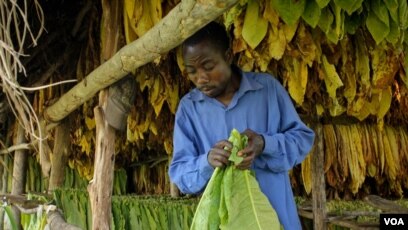 La saison de commercialisation du tabac 2025 au Zimbabwe a débuté mercredi, les parties prenantes étant optimistes quant à l'augmentation de la production cette année en raison de précipitations favorables. Le tabac, cultivé principalement par des petits exploitants agricoles, est la principale exportation agricole du Zimbabwe et l'une des principales sources de devises étrangères du pays.