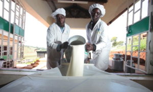 Tanzanie : un projet de 174 millions $ lance pour renforcer sa production laitière