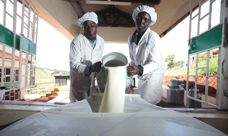 Tanzanie : un projet de 174 millions $ lance pour renforcer sa production laitière
