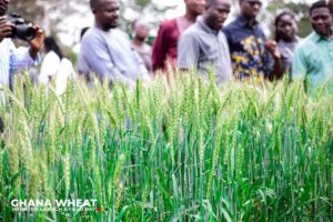 Ghana : Arima Farms et le CSIR-Crops Research Institute lancent l'Initiative sur le blé