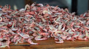 Filière crevettes : le Madagascar enregistre une baisse des exportations