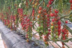 Maroc-France : un accord pour réguler le marché de la tomate