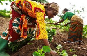 Côte d’Ivoire : Le FAD octroie un prêt de plus de 18 millions $ pour renforcer la production rizicole
