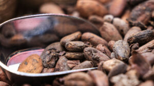 Cameroun : Yaoundé va abriter la première bourse africaine du cacao