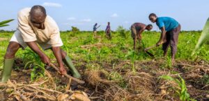 Bénin : Le FIDA appuie l’accès des ruraux aux crédits