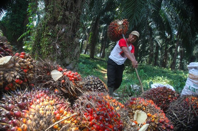 Dividende : Palm CI projette de verser 7,137 milliards de FCFA à ses actionnaires