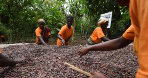 Côte d'Ivoire : le prix d'achat aux planteurs de Cacao relevé de 22,2 %, nouveau record