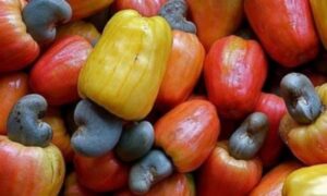 Côte d’Ivoire : 50 millions $ en soutien à la campagne 2025 de coton et d’anacarde