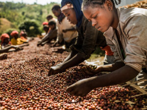 Ouganda : Les exportations de café devraient augmenter de 27 %