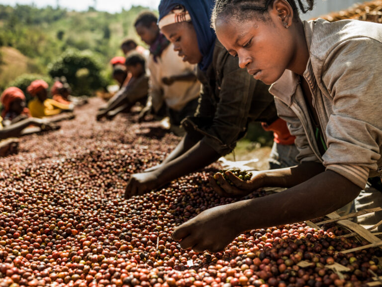 Ouganda : Les exportations de café devraient augmenter de 27 %