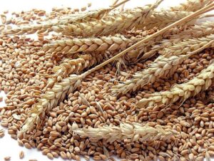 Tunisie : Achat d’environ 100 000 tonnes de blé tendre