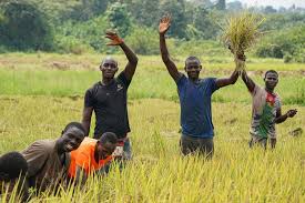 Coopération technique dans la riziculture : la Guinée et la Côte d’Ivoire en pourparlers