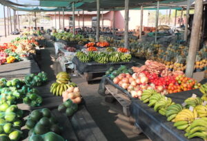 Afrique du Sud : hausse de 10 % des recettes d’exportations agricoles