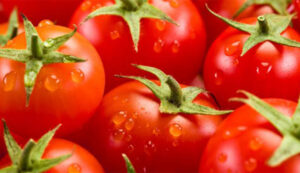 Crise de la tomate : La Tunisie fait 40 % de pertes à cause du mildiou