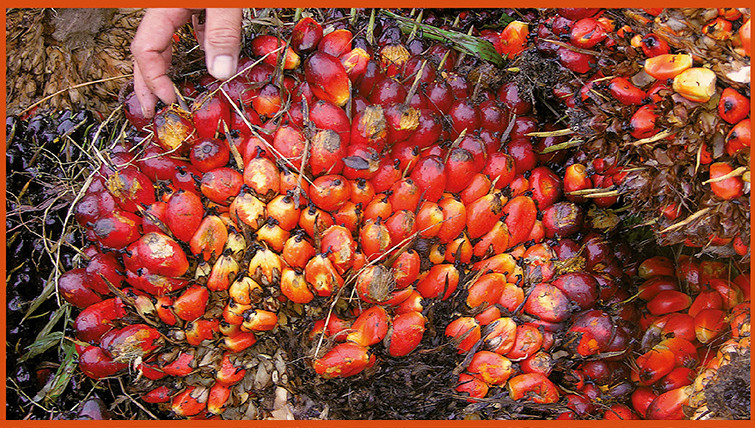 Nigeria : Vers un record des bénéfices des principaux producteurs d'huile de palme
