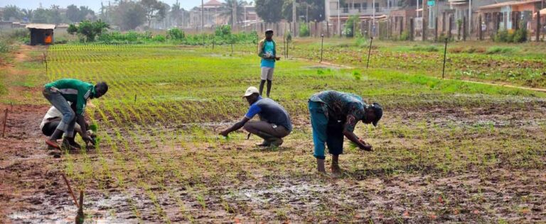 Développement des infrastructures agricoles : la BAD approuve 115,66 millions d'euros en faveur de la Côte d’Ivoire