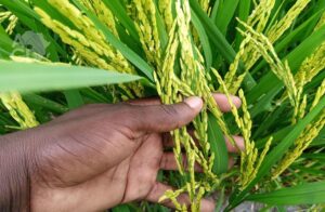 Digitalisation de la filière riz : La Côte d’Ivoire obtient 1 million $