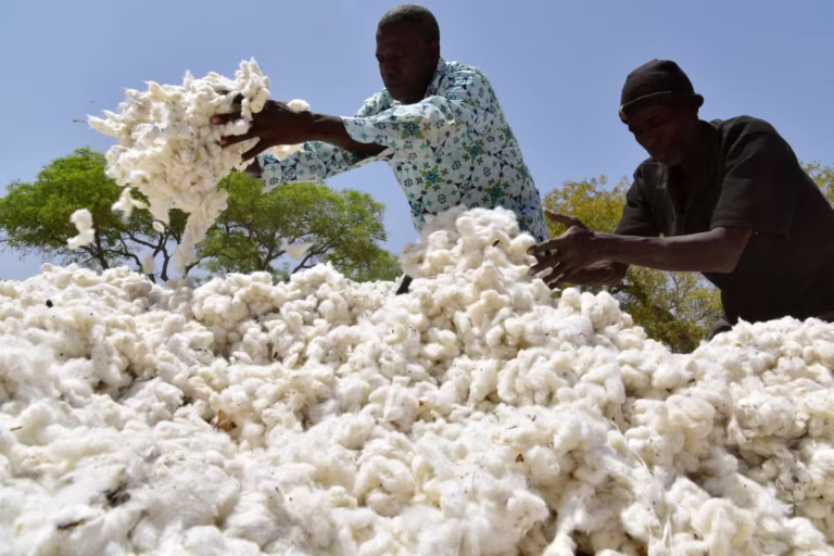 Burkina Faso : la SOFITEX s’investit désormais dans la culture de coton