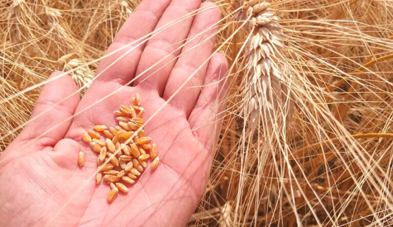 Tunisie : Les prix des semences sélectionnées et ordinaires révisés