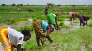 Forum sur le développement de l’Agriculture : Le Mali abritera la 1ère édition le 18 septembre