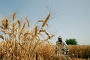 Egypte : Hausse de la production du blé