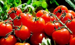 Tomates marocaines : un record historique de 745 000 tonnes exportées