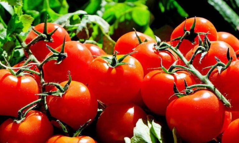 Tomates marocaines : un record historique de 745 000 tonnes exportées