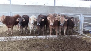 Importation de bovins : Le quota passe à 300.000 têtes