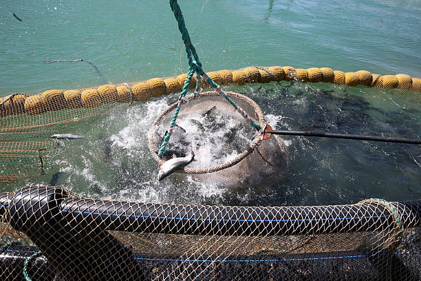 Pisciculture : Le Cameroun veut produire 10 000 tonnes de poissons d'ici 2027