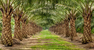 Nigeria : Okomu a plus que doublé ses bénéfices