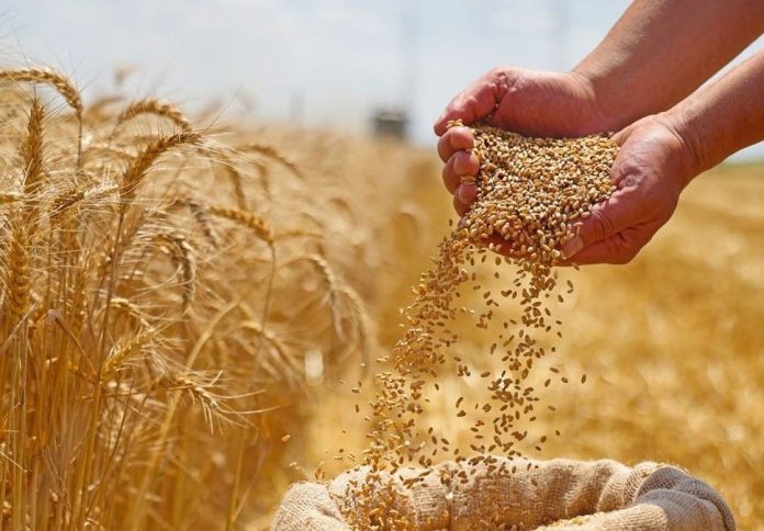 Blé dur : L'Algérie lance un appel d'offres pour l'achat de 50 000 tonnes