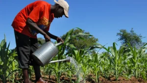 Production de maïs au Sénégal : les premières prévisions 2025/2026 indiquent une hausse