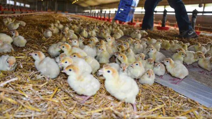 Burkina Faso : Suspension de l’importation de poussins de chair