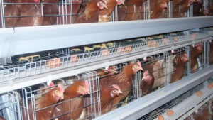 Produits d’élevage : La Tanzanie autorise l’importation du Brésil